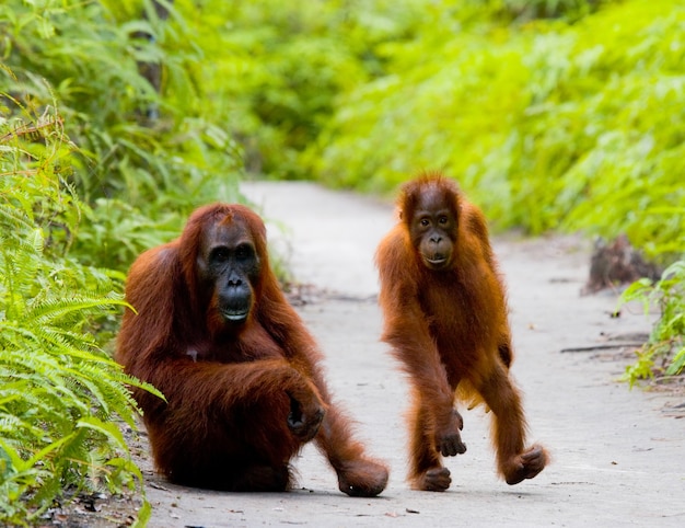 Fêmea do orangotango com um bebê em uma trilha. Pose engraçada. Imagem rara. Indonésia. A ilha de Kalimantan (Bornéu).