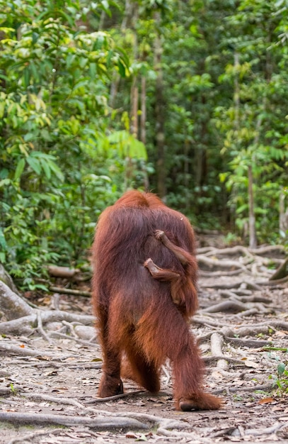 Fêmea do orangotango com um bebê está indo para a selva ao longo do caminho. Indonésia. A ilha de Bornéu (Kalimantan).