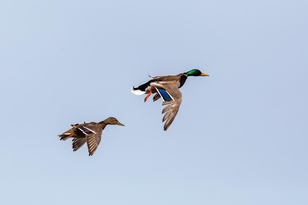 Foto fêmea e macho de pato-mallard voador