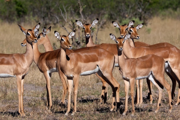 Fêmea Impala Savuti região de Botswana