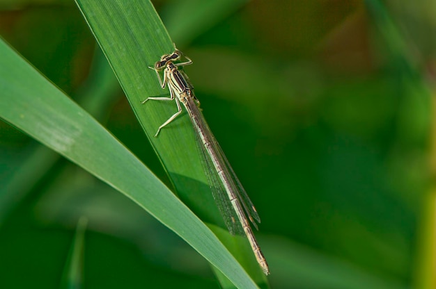 Fêmea libelinha de patas azuis Platycnemis pennipes