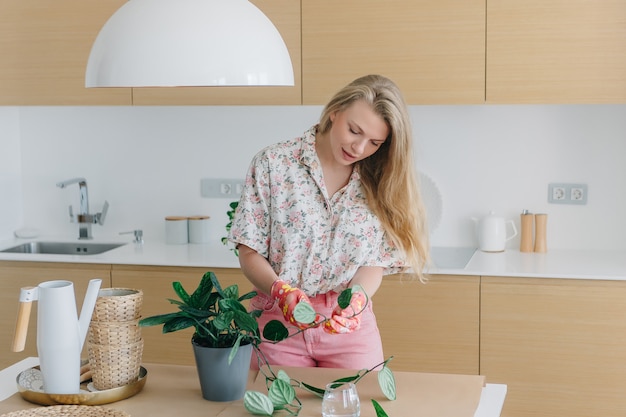 Fêmea muito jovem atraente no interior bonito, elegantemente em roupas cor de rosa e luvas cor de rosa, cortando a planta de casa em vaso na panela, preparando-o para enraizamento.