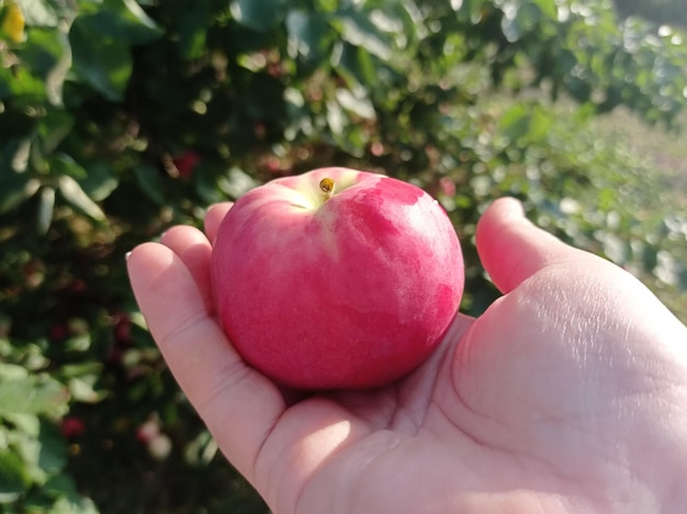 fêmea, palma, com vermelho, maduro, suculento, maçã, no fundo, verde, folhas, no jardim