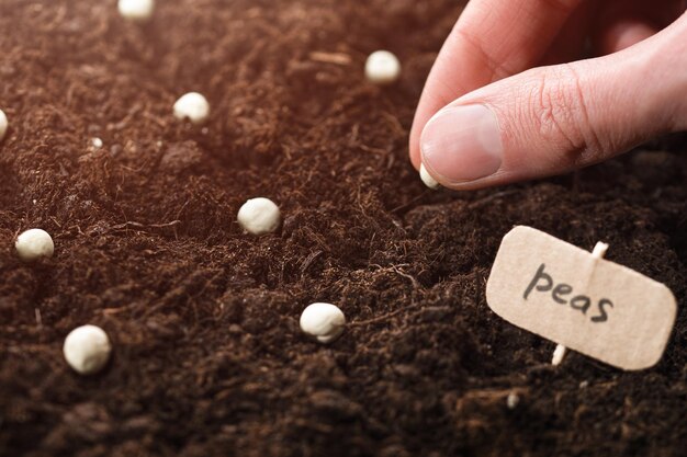 Foto fêmea plantando sementes de ervilha à mão em close-up extremo