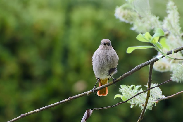 Foto fêmea redstart preta empoleirada em um ramo de árvore em close-up