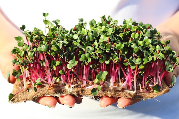 Foto fêmea segurando microverdes de rabanete vermelho closeup micro verdes crescentes comida vegana saudável