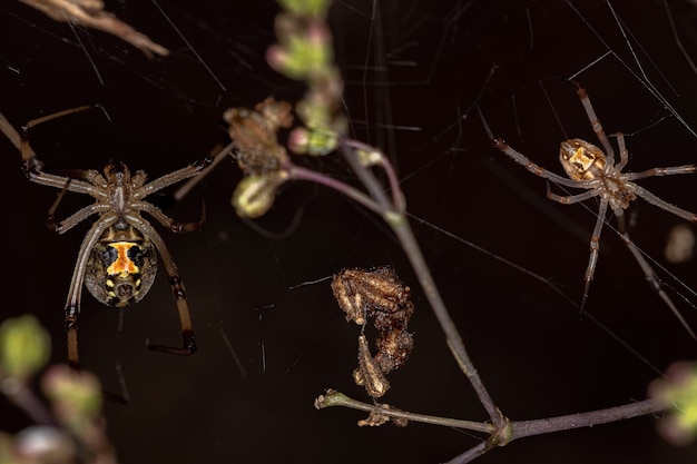 Fêmea viúva parda da espécie Latrodectus geometricus