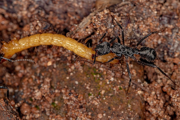 Foto fêmeas adultas de formigas ectatommine do gênero ectatomma caçando uma larva de besouro amarelo