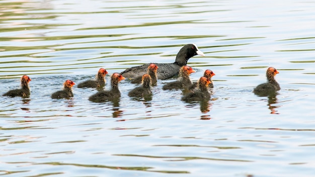 Foto fêmeas com filhotes nadam no lago na primavera