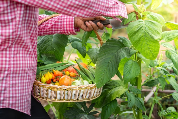 Foto femininas, colher, legumes, orgânica, em, fazenda, colhido, estação, legumes