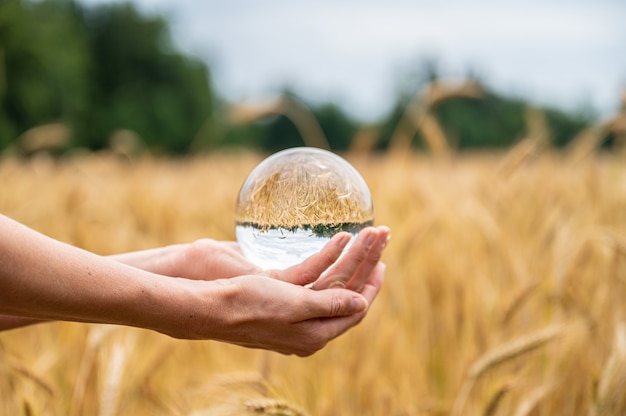 Femininas mãos segurando uma esfera de cristal sobre um campo de trigo