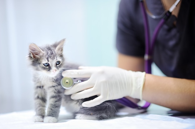 Femininas, médico veterinário, usando, estetoscópio, para, cute, gatinho