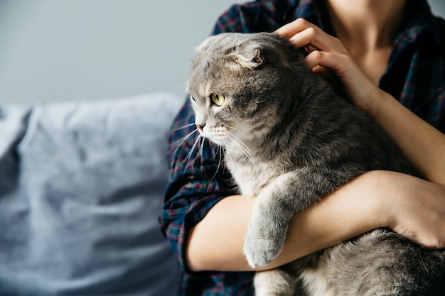 Femininas, segurando, mãos, gato