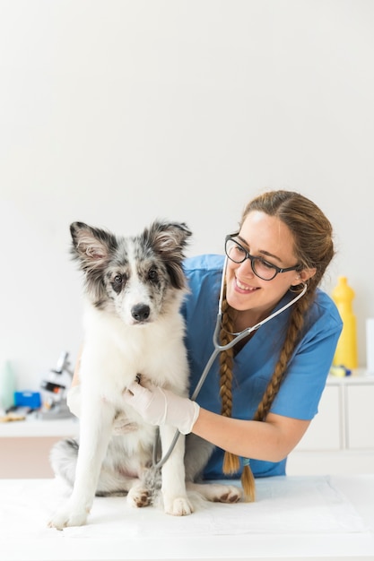 Foto femininas, veterinário, examinando, a, cão, com, estetoscópio, ligado, tabela, em, clínica