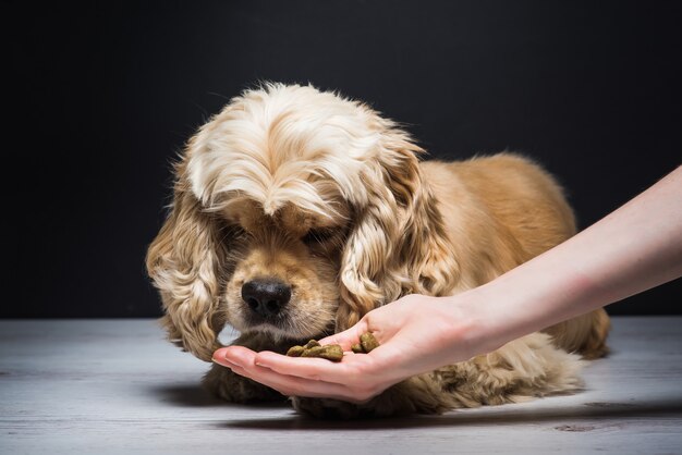 Feminino mão alimentando um cachorro