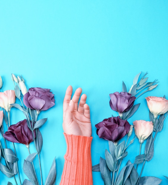 Feminino mão em um suéter rosa brilhante sobre um fundo azul no meio de flores frescas