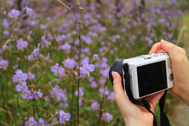 Feminino mão segurando a câmera para tirar foto de flores roxas murdannia florescendo no campo