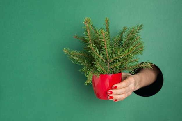 Feminino mão segurando a pequena árvore de Natal criativa através do furo redondo no papel verde.