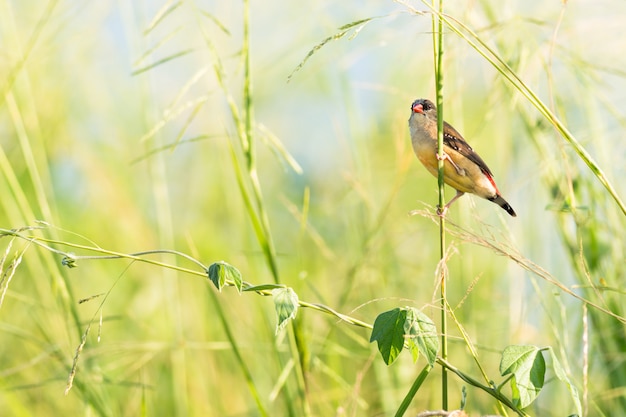 Foto feminino, o avadavat vermelho (strawberry finch) com a flor planta sensível