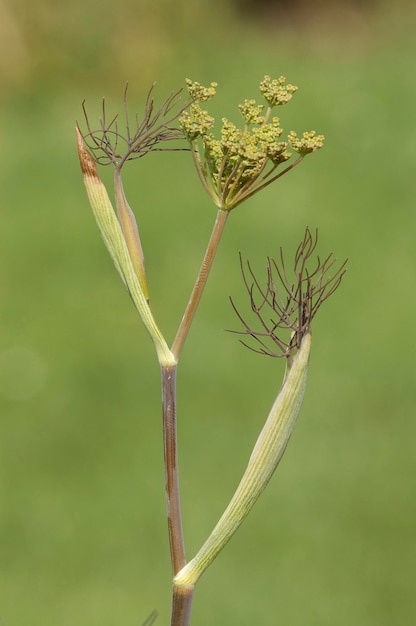 Foto fenchel foeniculum vulgare