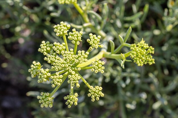 Foto fênel-do-mar crescendo na praia selvagem crithmum maritimum