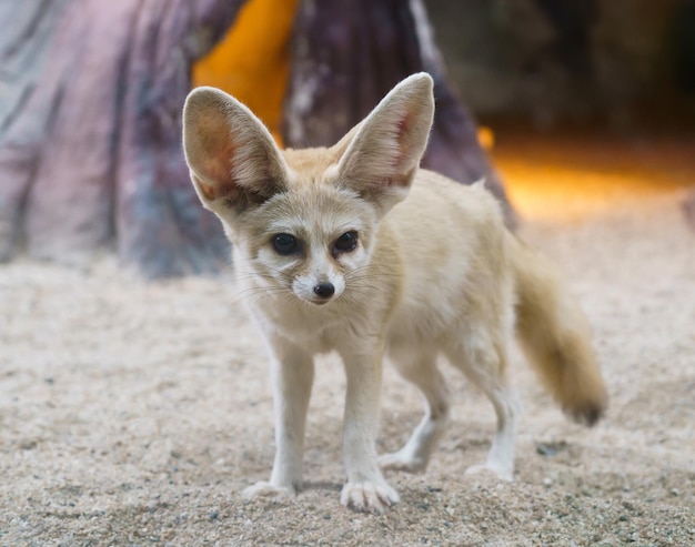 Foto fennec-fuchs vulpes zerda ist ein kleiner fuchs in der sahara