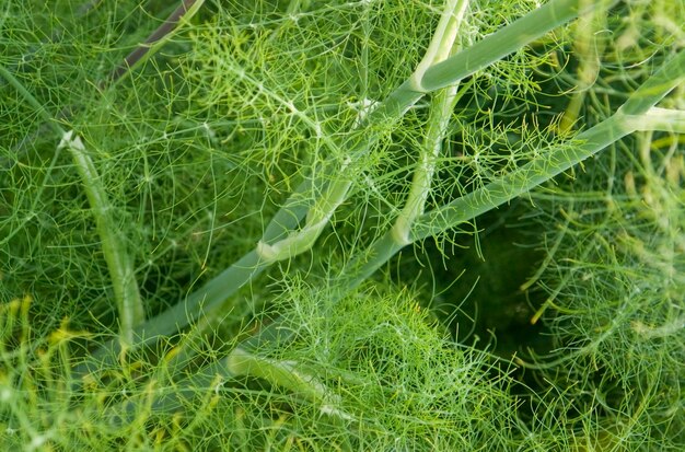 Fennel em close-up