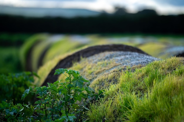 Feno e silagem em uma pilha de fardos de feno com grama brotando no topo de fardos velhos apodrecendo em uma fazenda