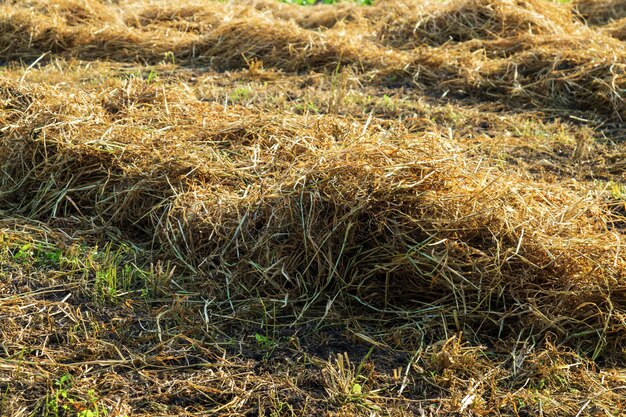 Feno seco após a feno no campo após a colheita