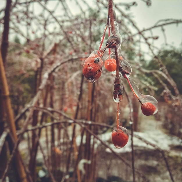 Foto fenômeno natural anômalo de inverno - glaciação em plantas.