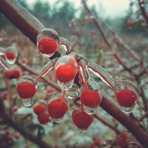 Fenômeno natural anômalo de inverno - glaciação em plantas.