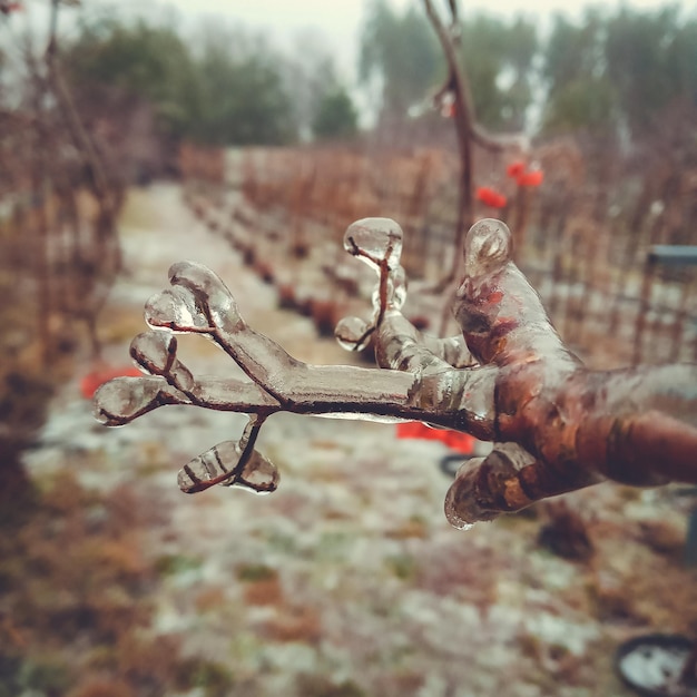 Fenómeno natural anómalo de invierno: glaciación en las plantas.