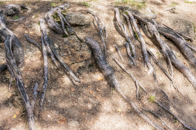 Fenómenos naturales Las raíces del árbol viejo aparecieron en la superficie del suelo rocoso.