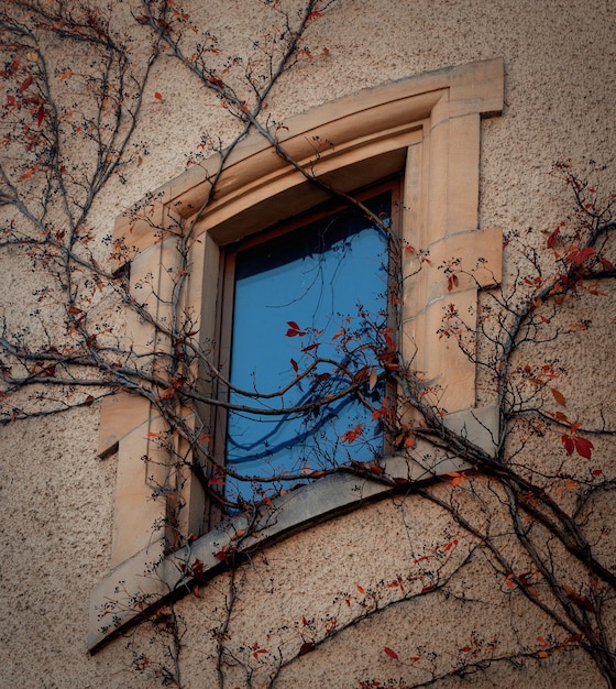 Fenster im Jugendstil mit Virginia Creeper an einer Wand