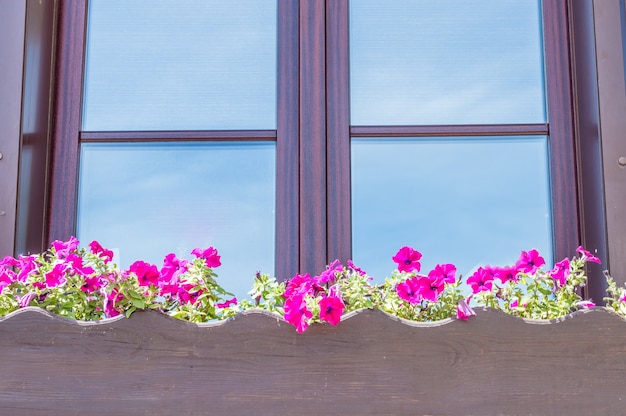 Fenster in einem Gebäude mit rosa Blumen in einer Topfnahaufnahme