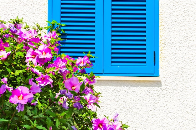 Fenster mit blauen Fensterläden an der weißen Wand und blühenden rosa Blumen. Mediterrane traditionelle Architektur