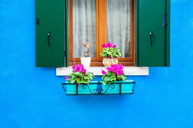 Fenster mit Blumen an der blauen Fassade des Hauses. Bunte Architektur auf der Insel Burano, Venedig, Italien.