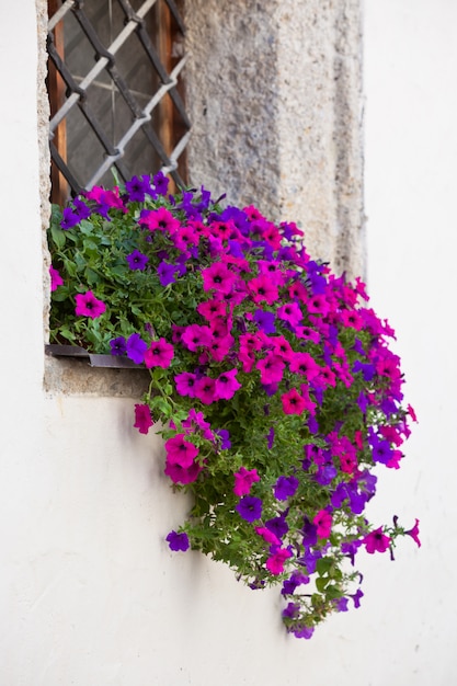 Fenster mit bunten Blumen auf einer weißen Wand