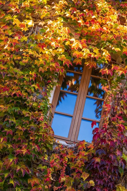 Foto fenster umgeben von efeu mit herbstfassade