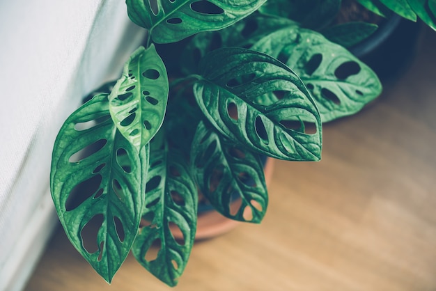 Fensterblatt, Monstera obliqua im Topf