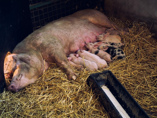 Foto ferchen, die sich von schweinen auf stroh ernähren