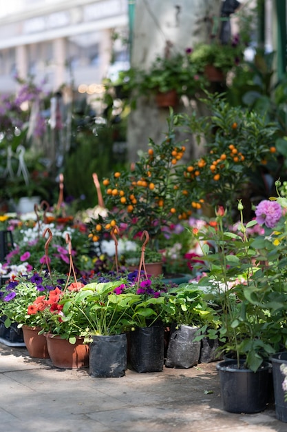 Feria de las flores en Tiflis Hermosas flores y plantas para el hogar o el jardín Primavera en Georgia