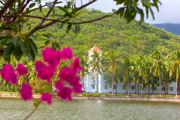 Férias de verão em uma villa, fundo bonito. close up de flores e folhas de palmeira.