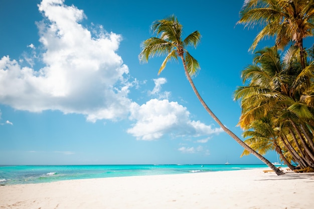 Férias de verão papel de parede de fundo ensolarado tropical praia do paraíso caribenho com areia branca na ilha de Seychelles Praslin estilo Tailândia com palmas