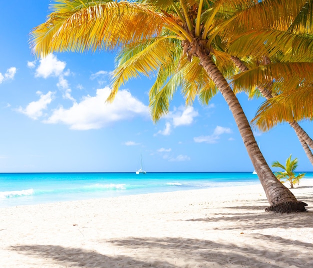 Férias de verão papel de parede de fundo ensolarado tropical praia do paraíso caribenho com areia branca na ilha de Seychelles Praslin estilo Tailândia com palmas