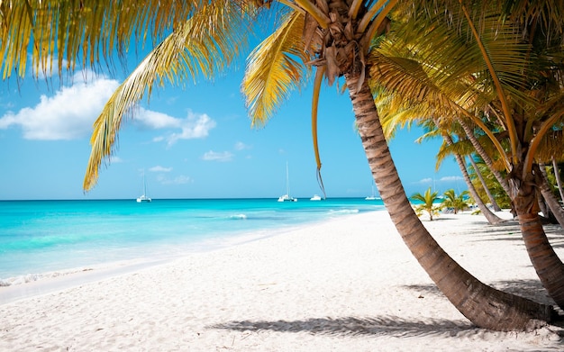 Férias de verão papel de parede de fundo ensolarado tropical praia do paraíso caribenho com areia branca na ilha de seychelles praslin estilo tailândia com palmas