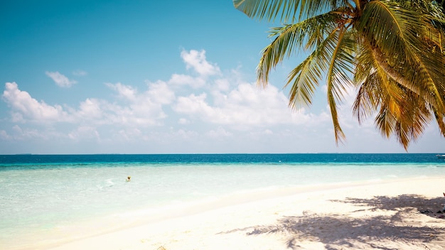 Férias de verão papel de parede de fundo ensolarado tropical praia do paraíso caribenho com areia branca na ilha de Seychelles Praslin estilo Tailândia com palmas