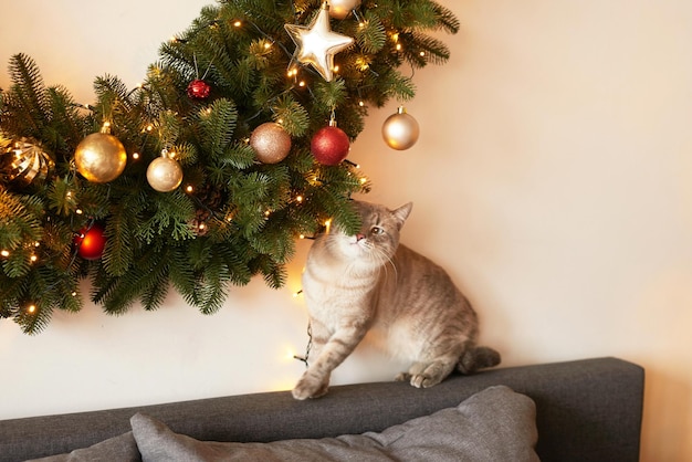 Férias e férias de inverno fundo de decoração de natal e ano novo árvore de natal e brinquedos gato de natal interior do apartamento de férias