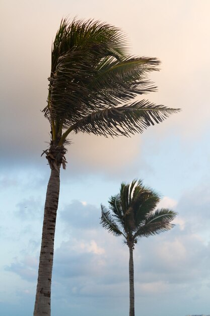 Foto férias na praia do mar do caribe.