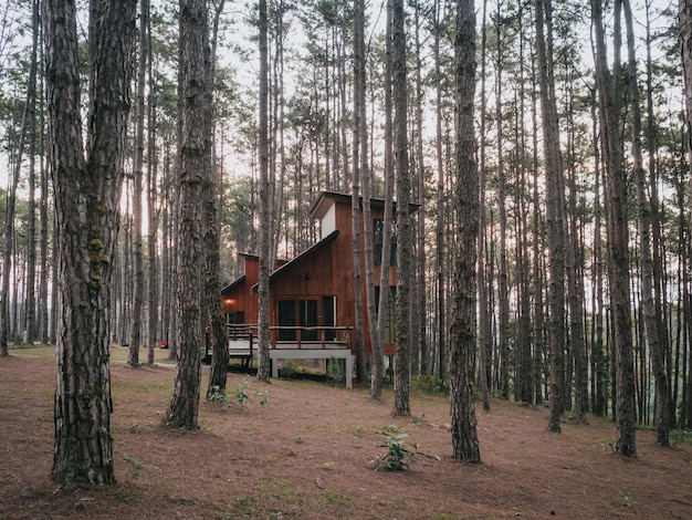 Ferienhaus im Kiefernwald